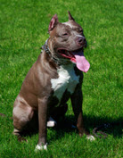 Dog_PitBull