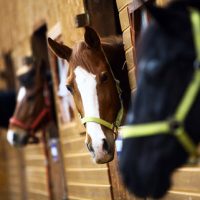 Horse Horse
