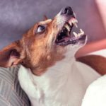 Dog9 Dog9