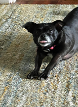 Maya